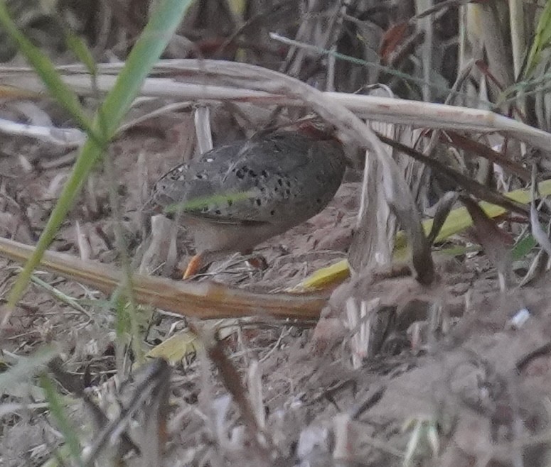 Yellow-legged Buttonquail - ML641492433