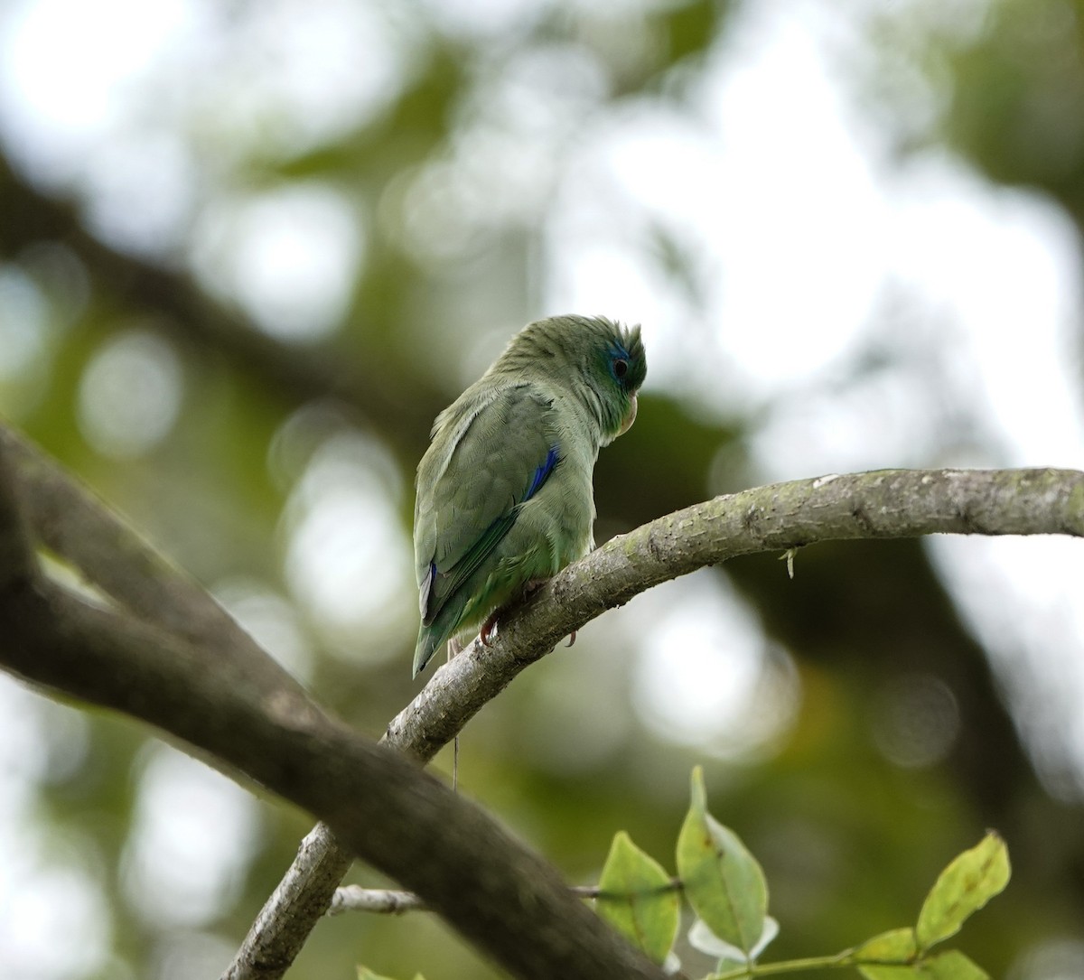 Spectacled Parrotlet - ML641492434