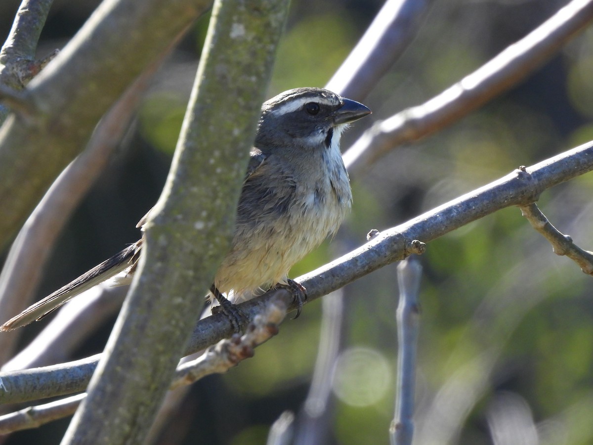 Green-winged Saltator - ML641492489