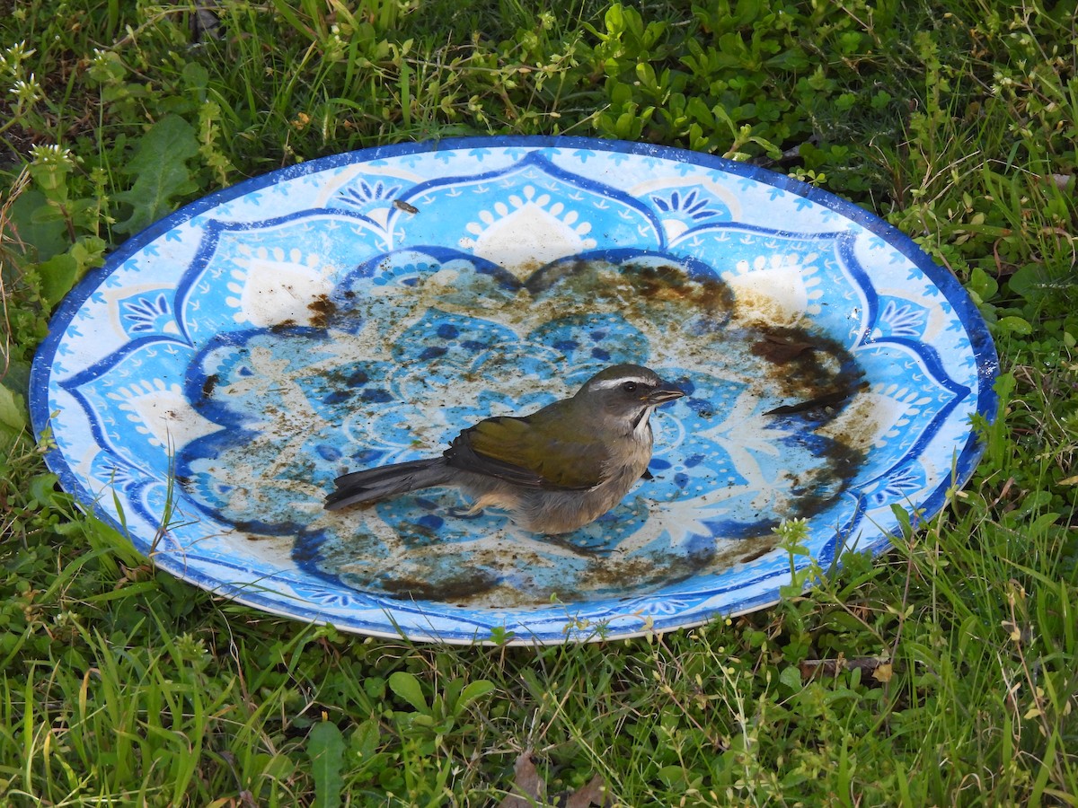 Green-winged Saltator - ML641492491