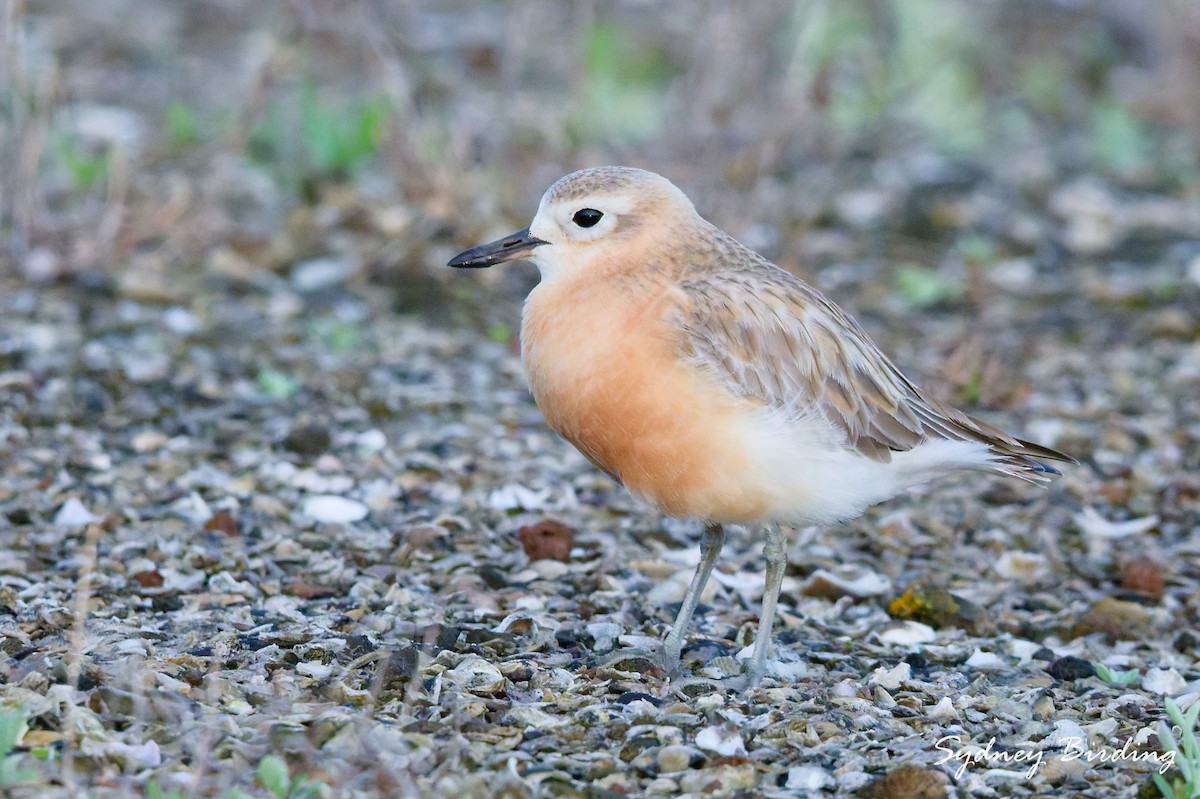 Red-breasted Dotterel - ML641492522