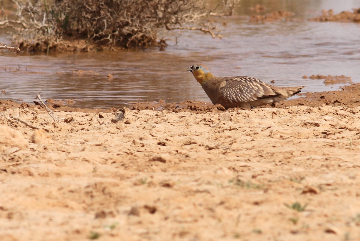 Crowned Sandgrouse - ML641492528
