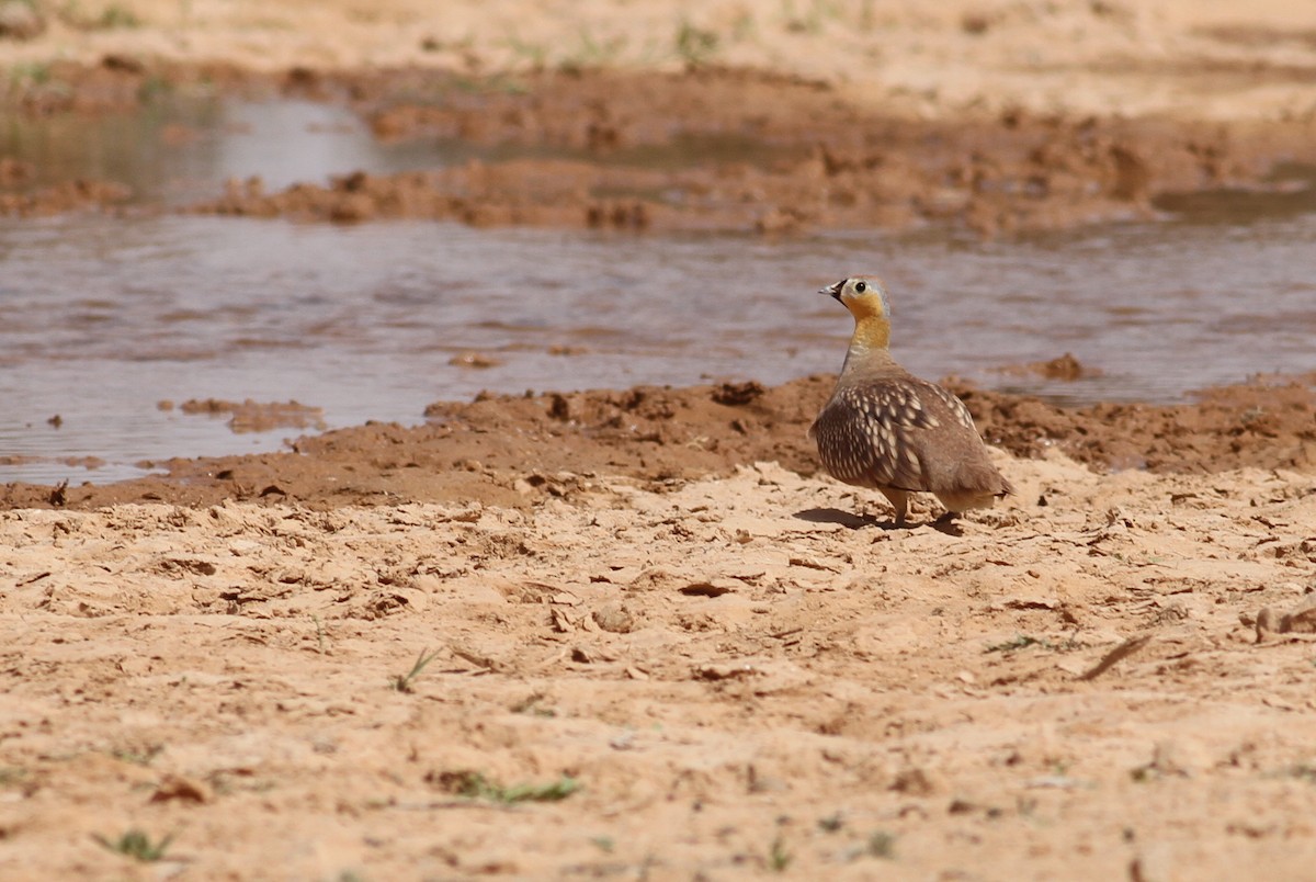 Crowned Sandgrouse - ML641492529
