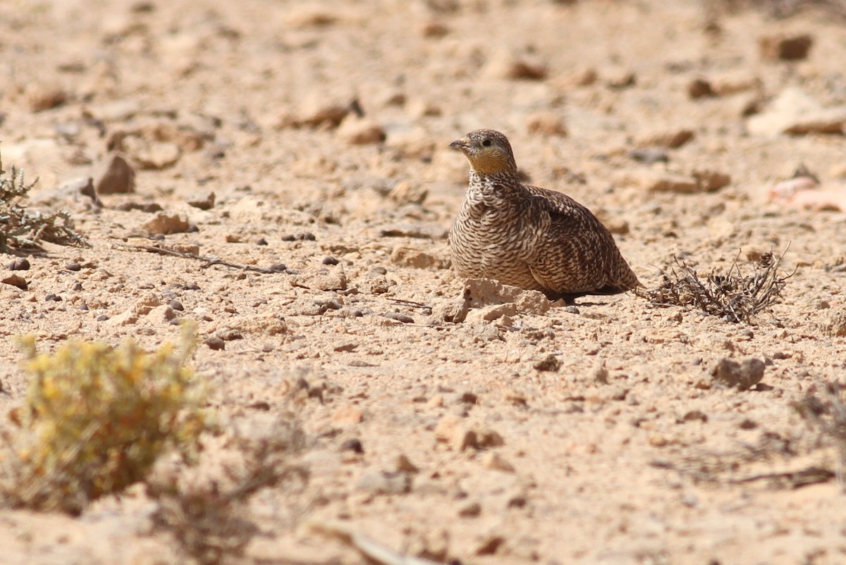 Crowned Sandgrouse - ML641492530