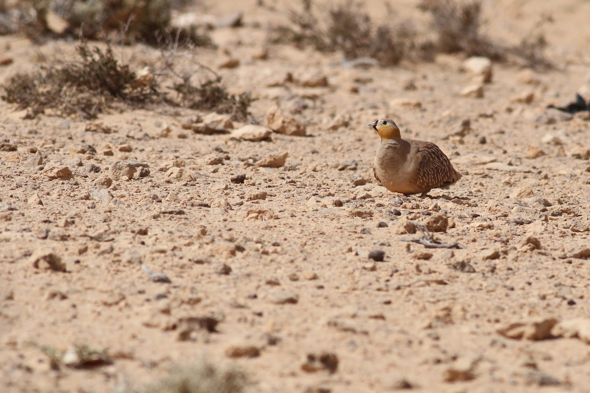 Crowned Sandgrouse - ML641492531