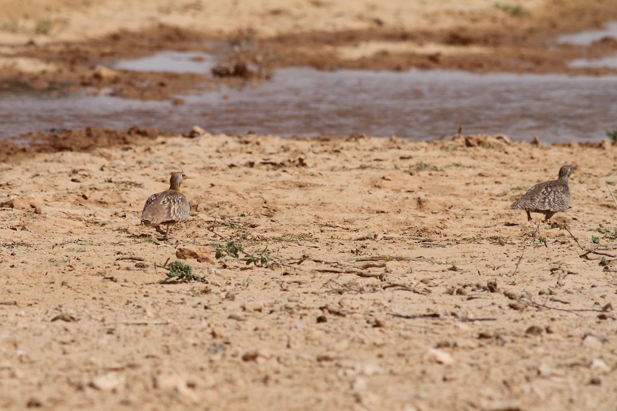 Crowned Sandgrouse - ML641492532