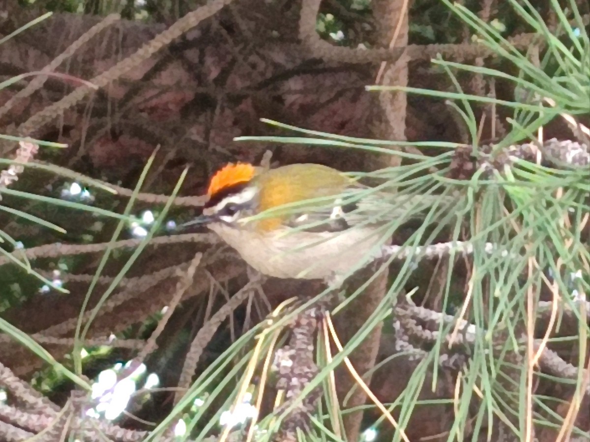 Common Firecrest - ML641492533