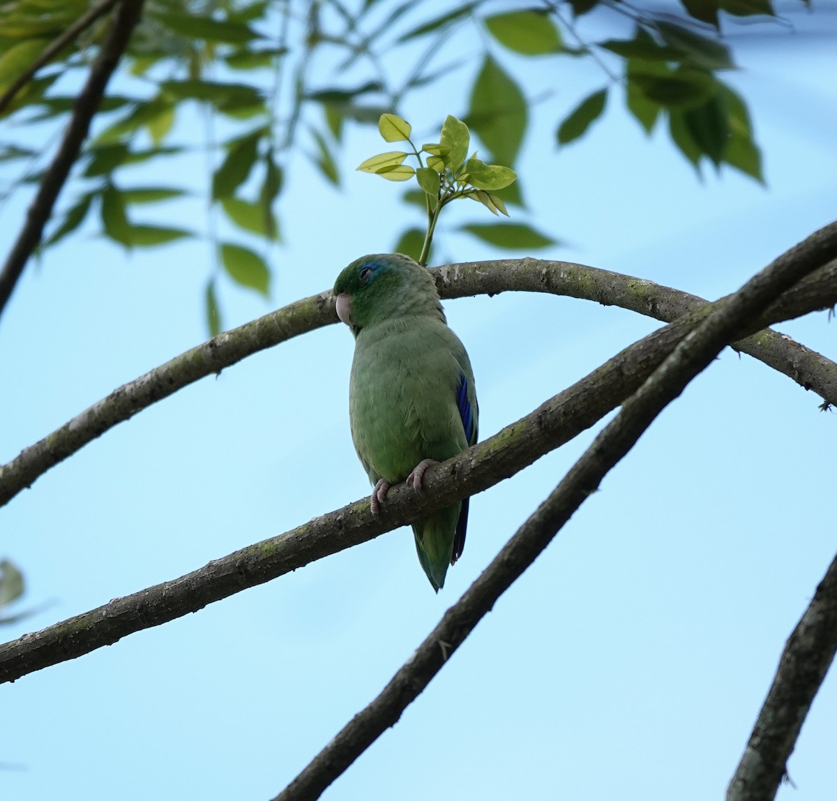Spectacled Parrotlet - ML641492534