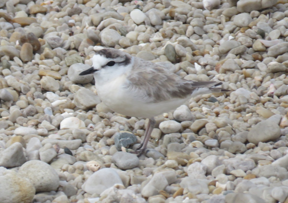 White-fronted Plover - ML641492583