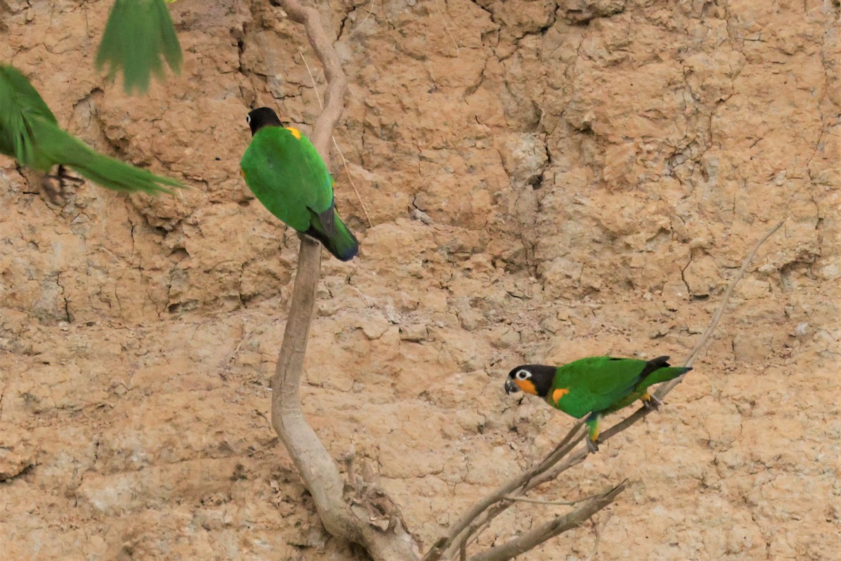 Orange-cheeked Parrot - ML641492584