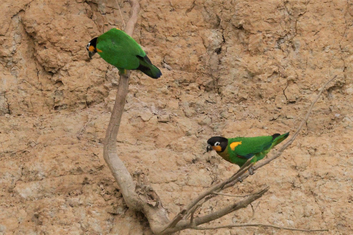 Orange-cheeked Parrot - ML641492585