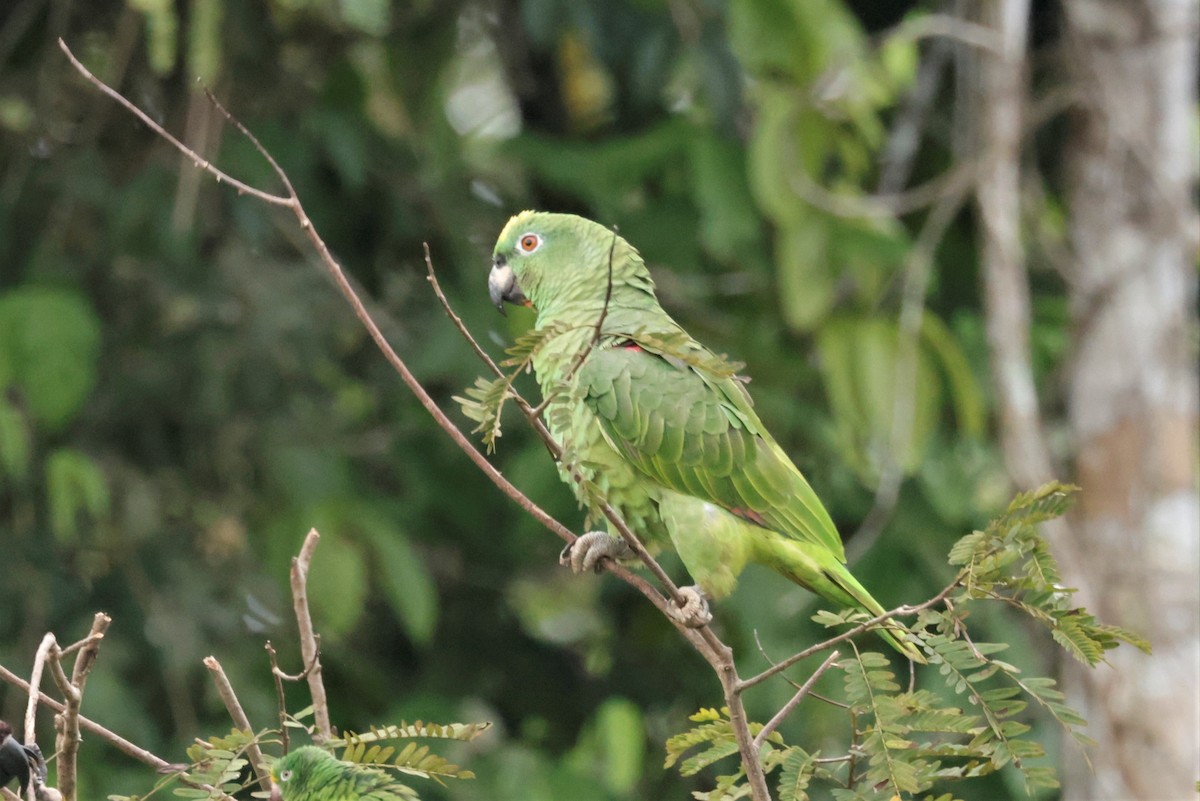 Yellow-crowned Amazon - ML641492590