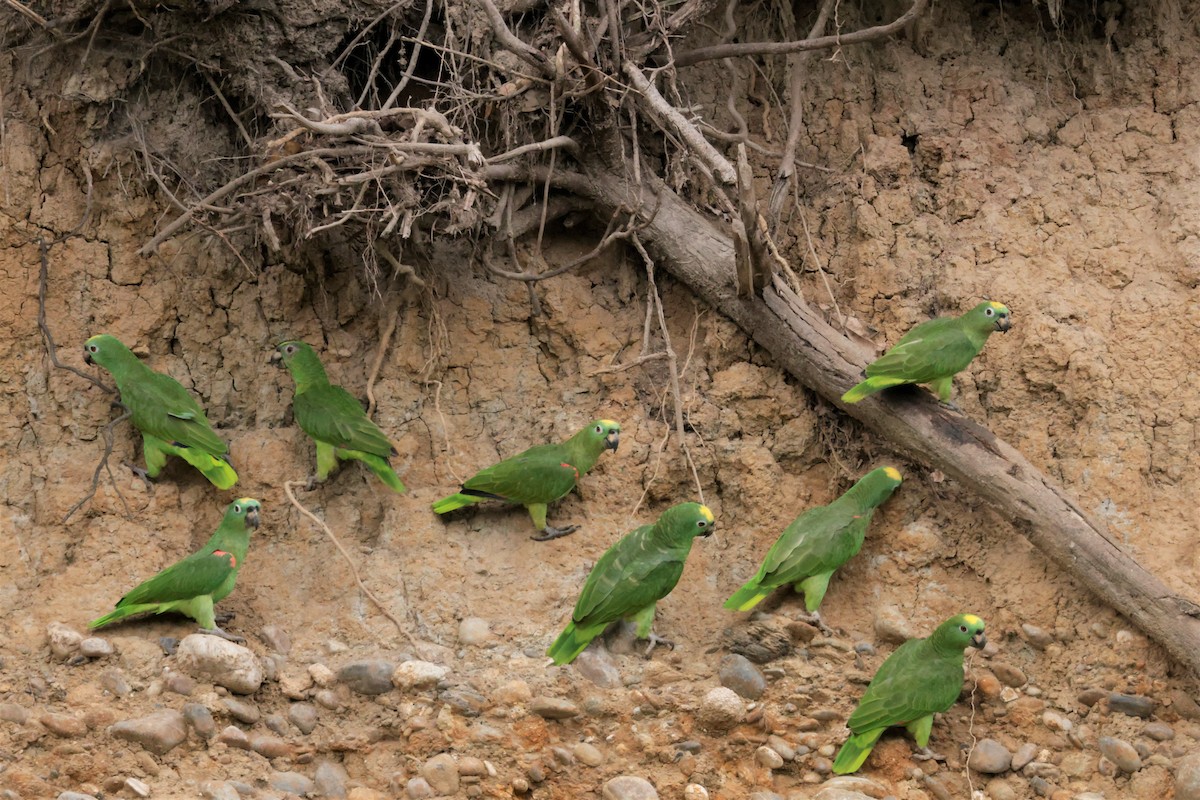 Yellow-crowned Amazon - ML641492599