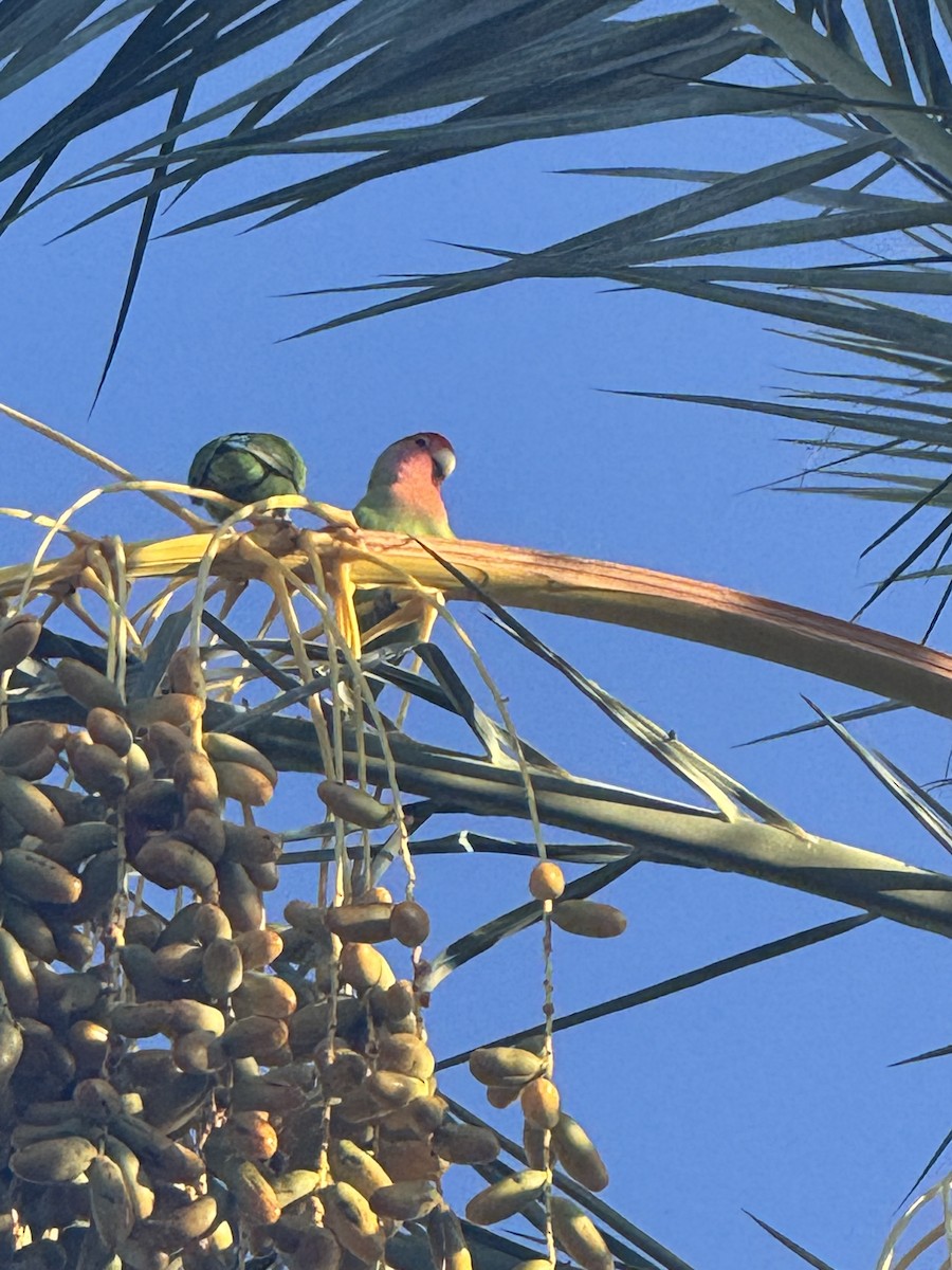Rosy-faced Lovebird - ML641492603
