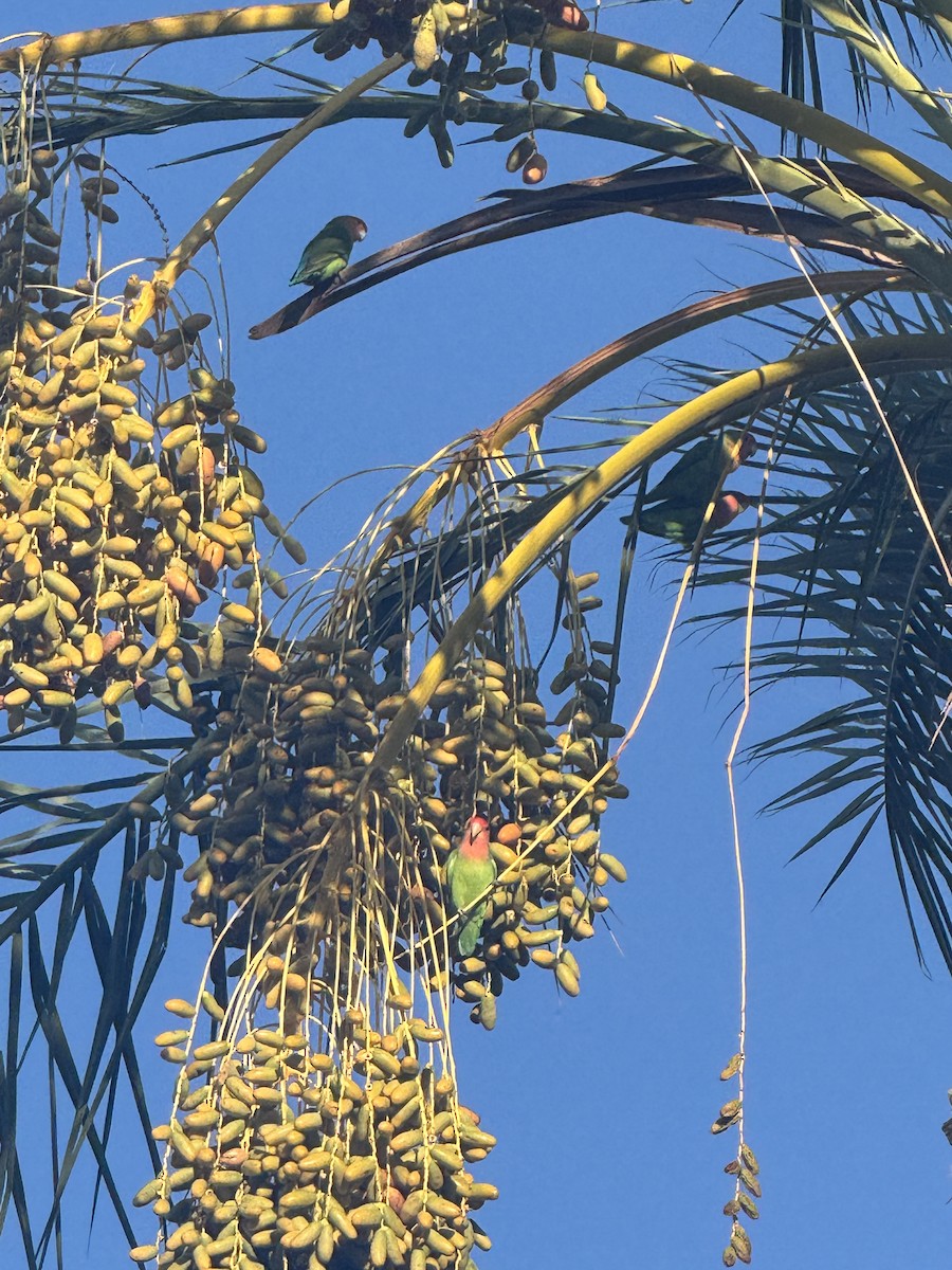 Rosy-faced Lovebird - ML641492605