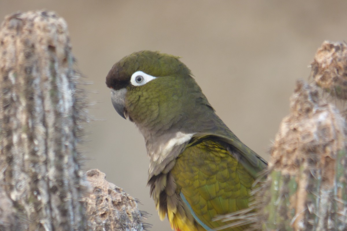 Burrowing Parakeet - ML64149261