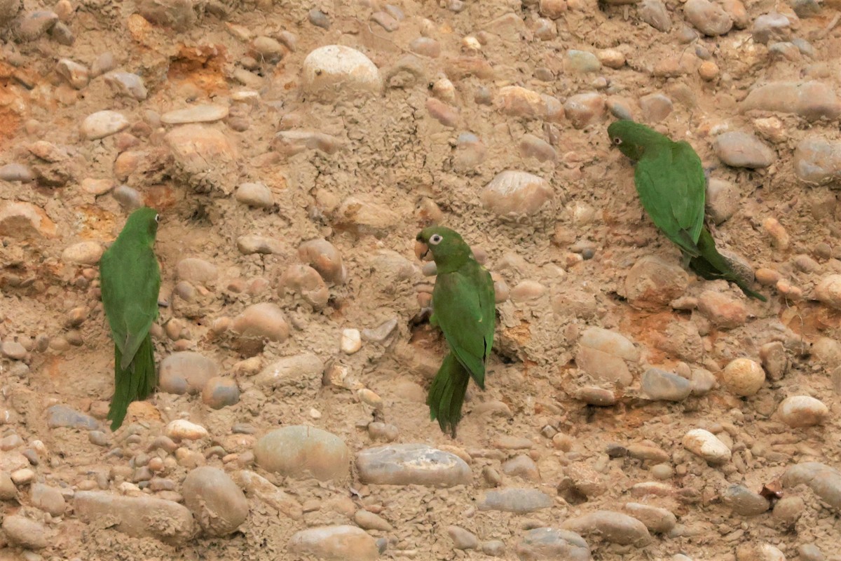 White-eyed Parakeet - ML641492614
