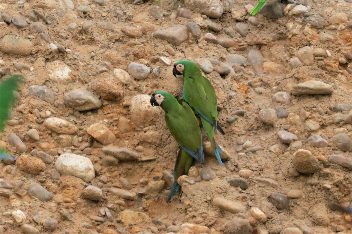 Chestnut-fronted Macaw - ML641492618