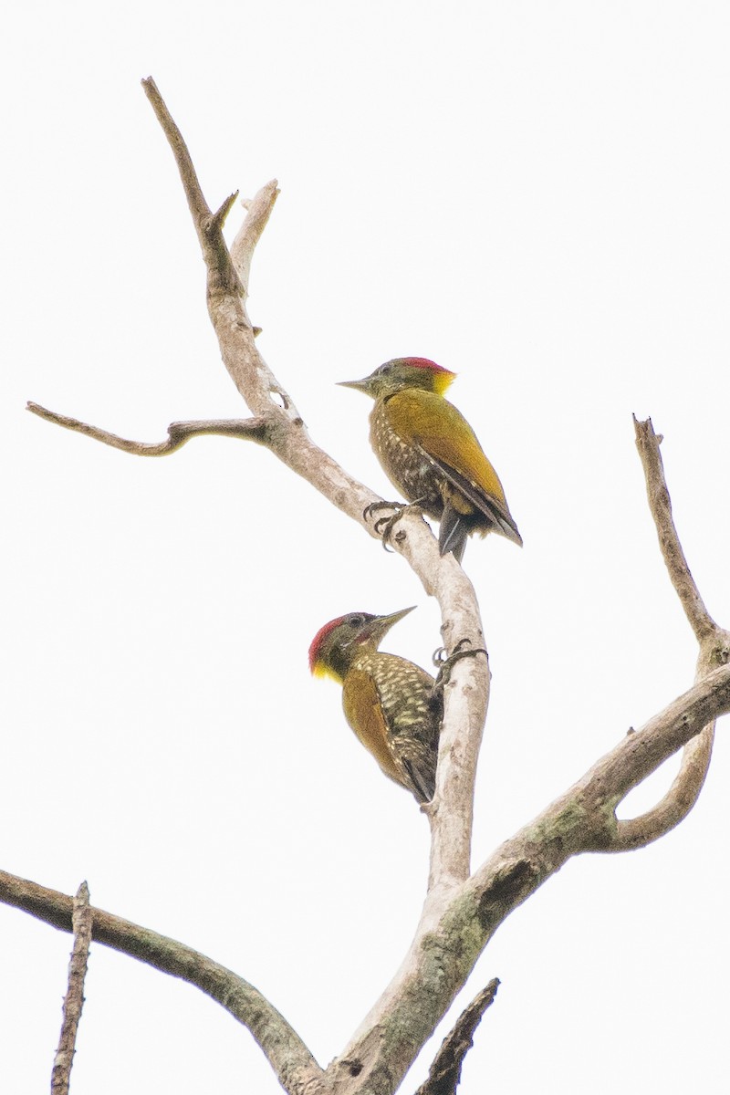 Lesser Yellownape - ML641492622