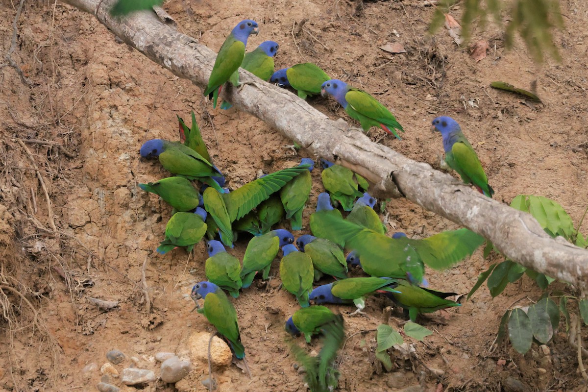Blue-headed Parrot (Blue-headed) - ML641492633