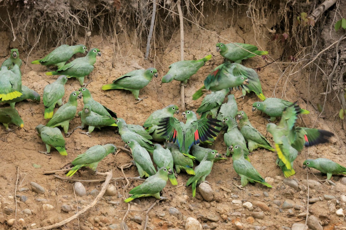 Mealy Amazon (Southern) - ML641492636