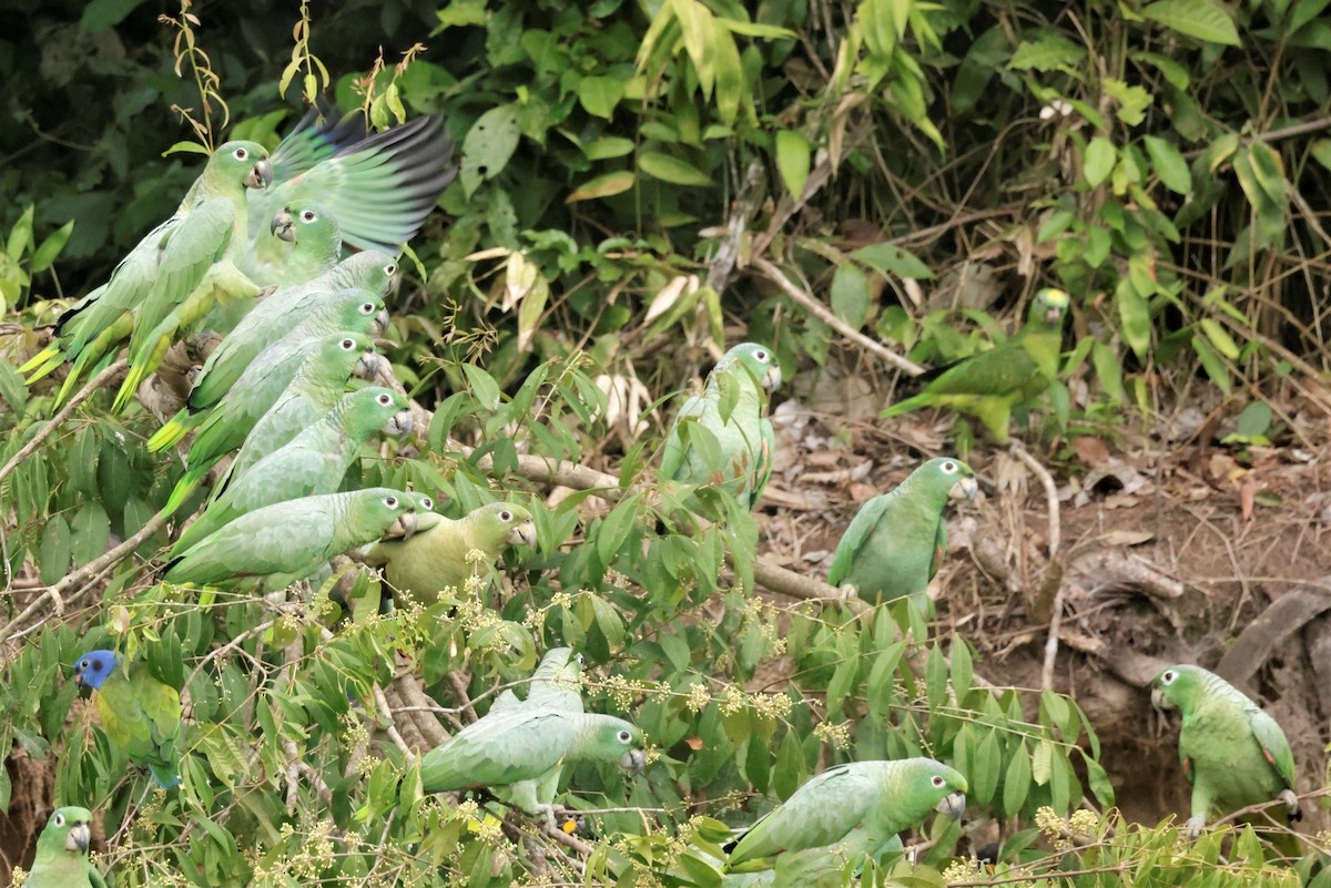 Mealy Amazon (Southern) - ML641492639