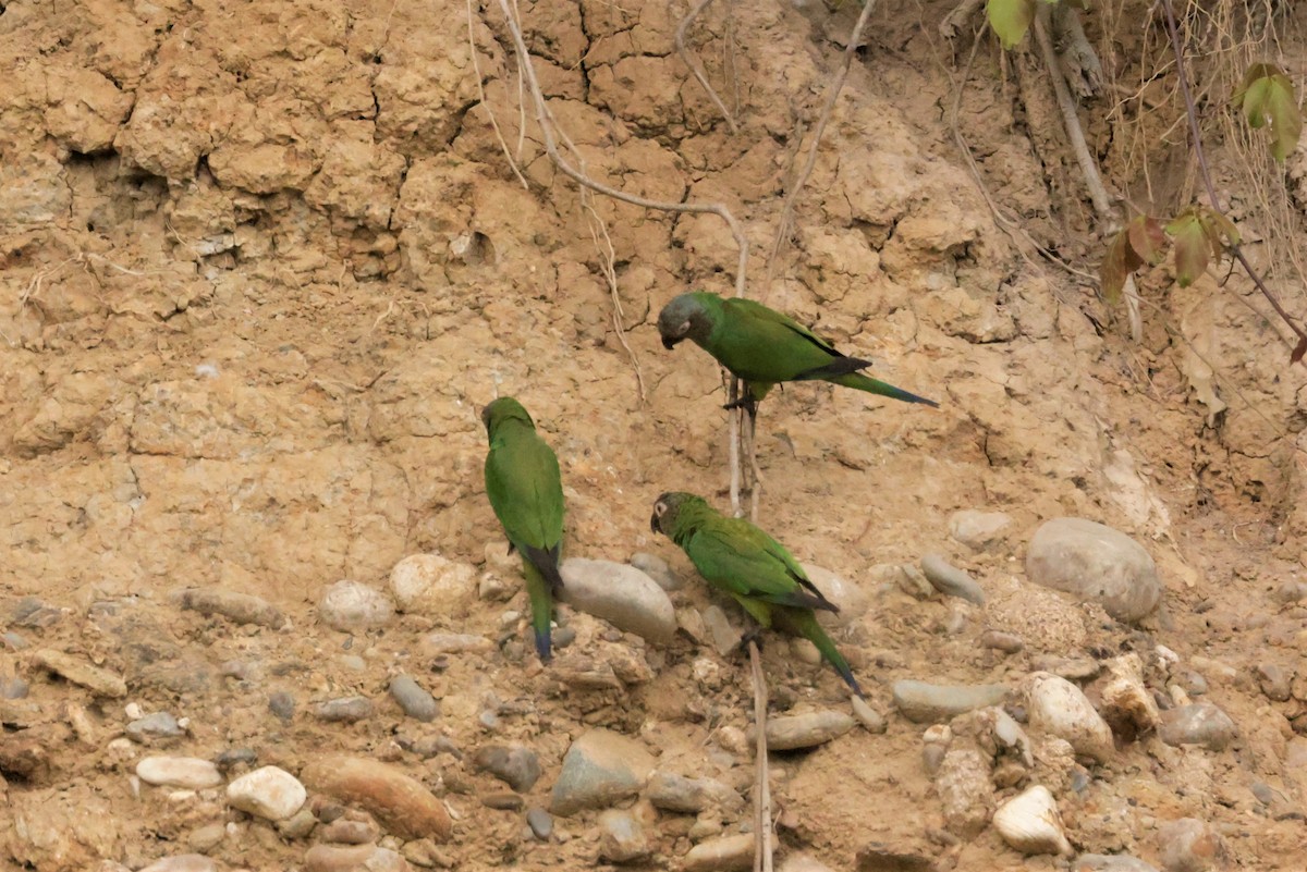Dusky-headed Parakeet - ML641492677
