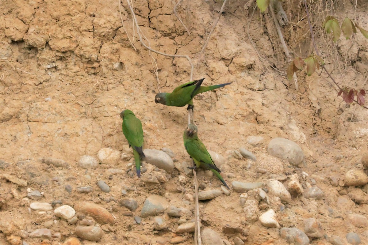 Dusky-headed Parakeet - ML641492678