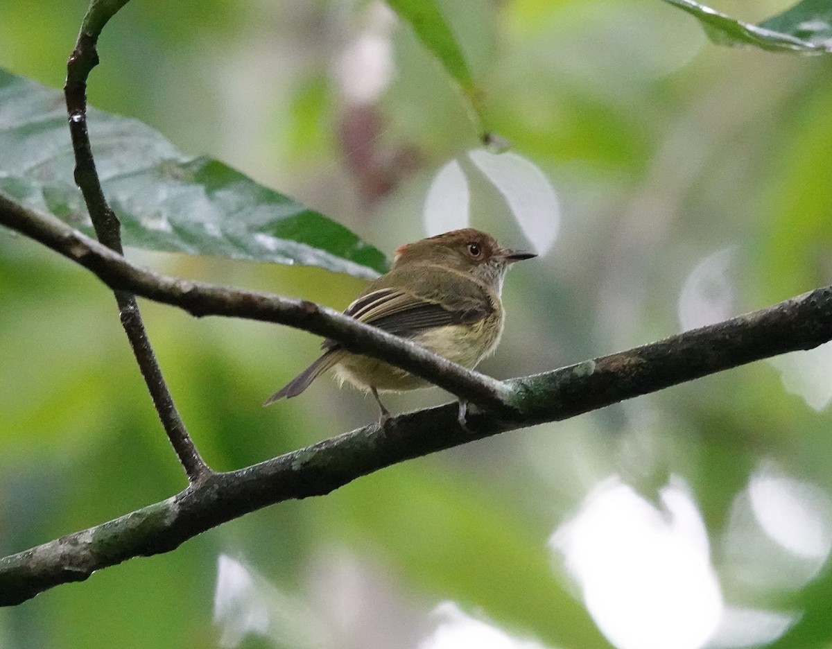 Scale-crested Pygmy-Tyrant - ML641492683