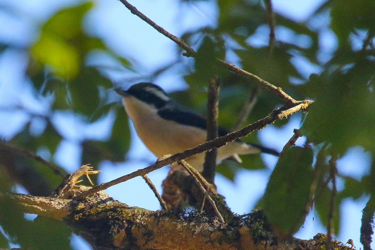 White-browed Shrike-Babbler - ML641492685