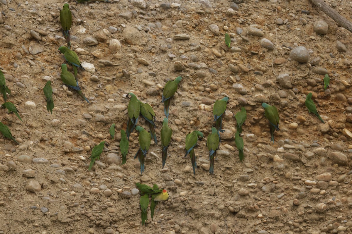 Chestnut-fronted Macaw - ML641492697