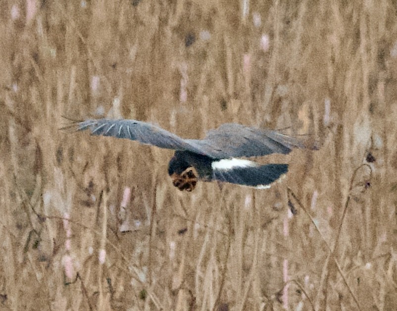 Snail Kite - ML641492714