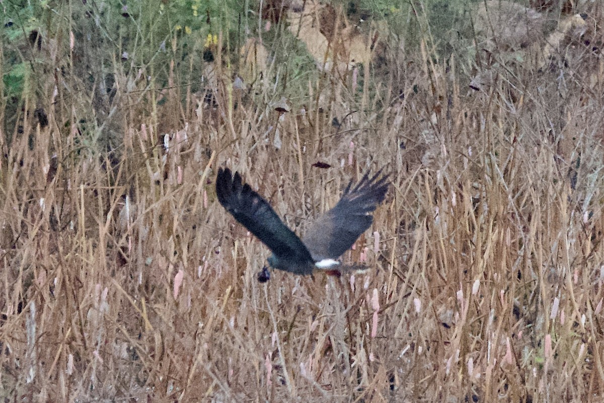 Snail Kite - ML641492715