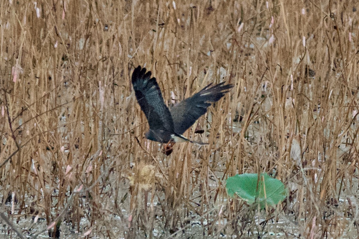 Snail Kite - ML641492716