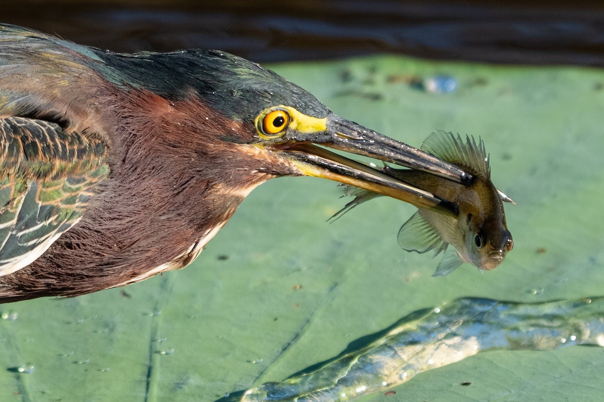 Green Heron - ML641492720