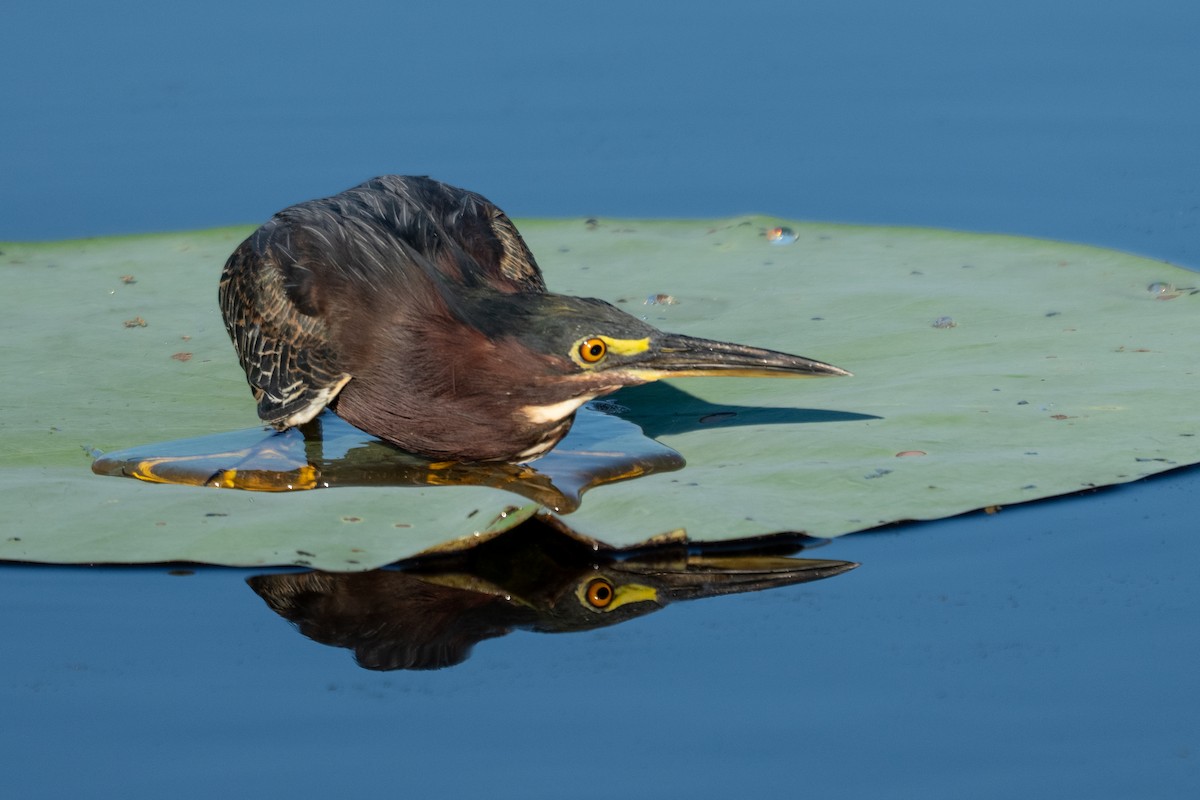 Green Heron - ML641492721