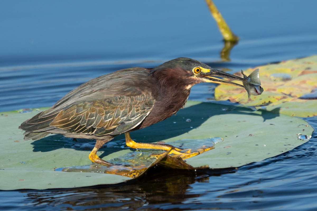 Green Heron - ML641492722