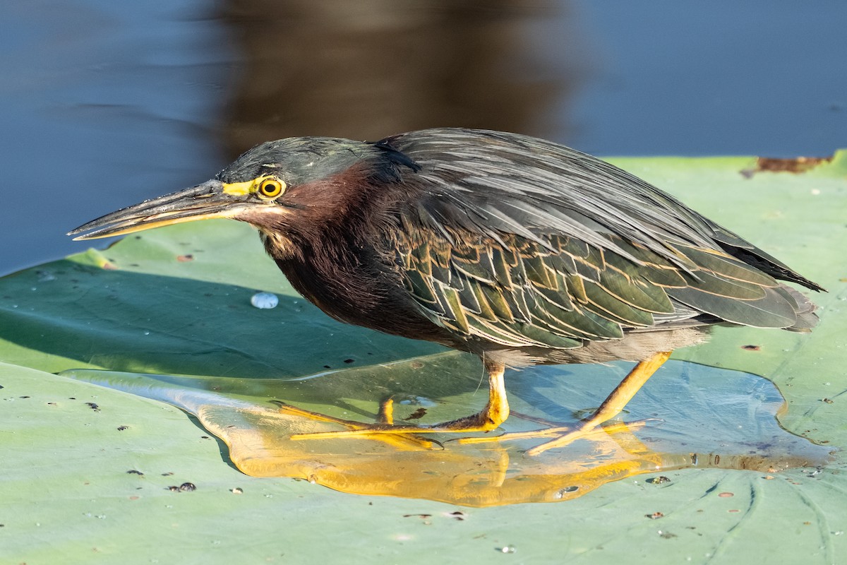 Green Heron - ML641492724