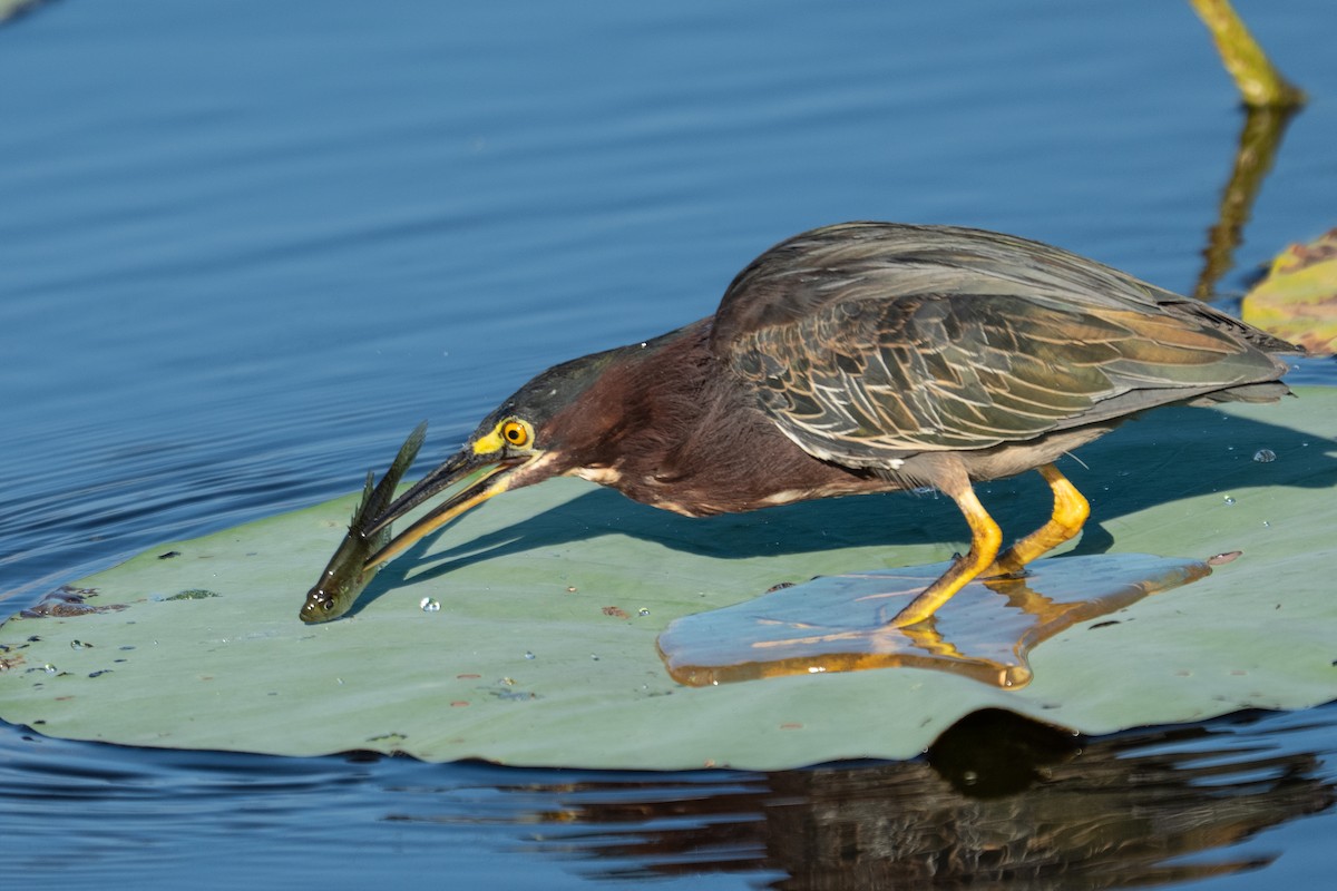 Green Heron - ML641492725