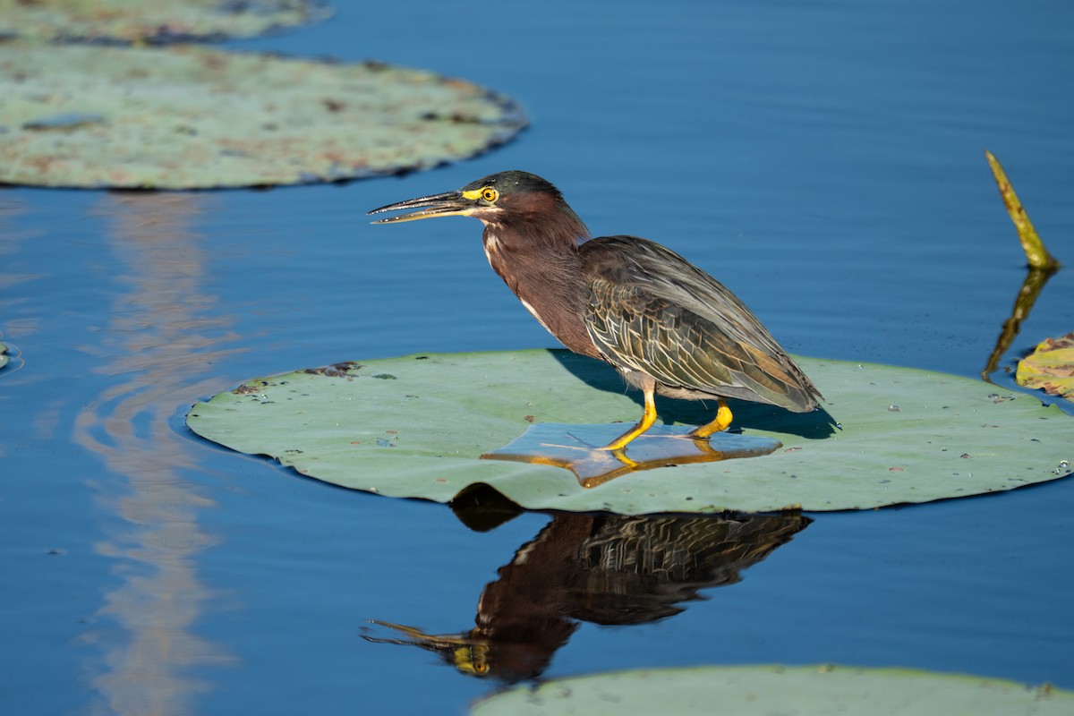 Green Heron - ML641492726