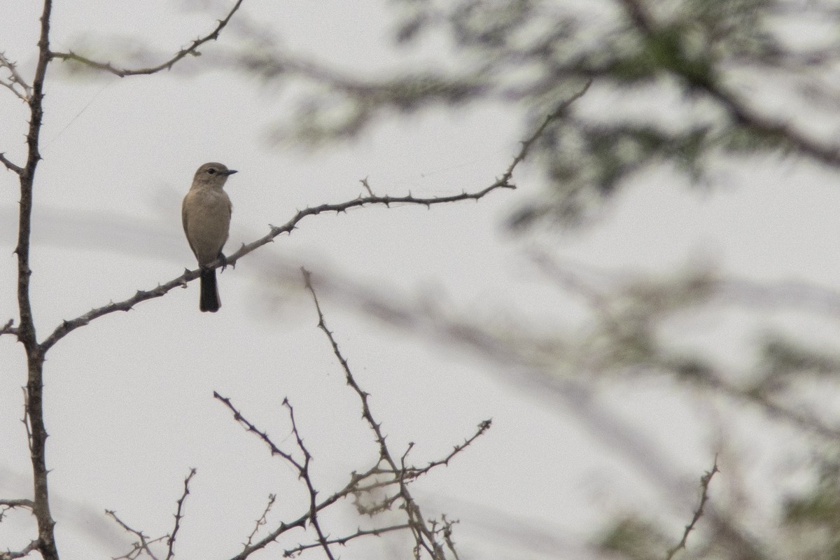 Pale Flycatcher - ML641492778