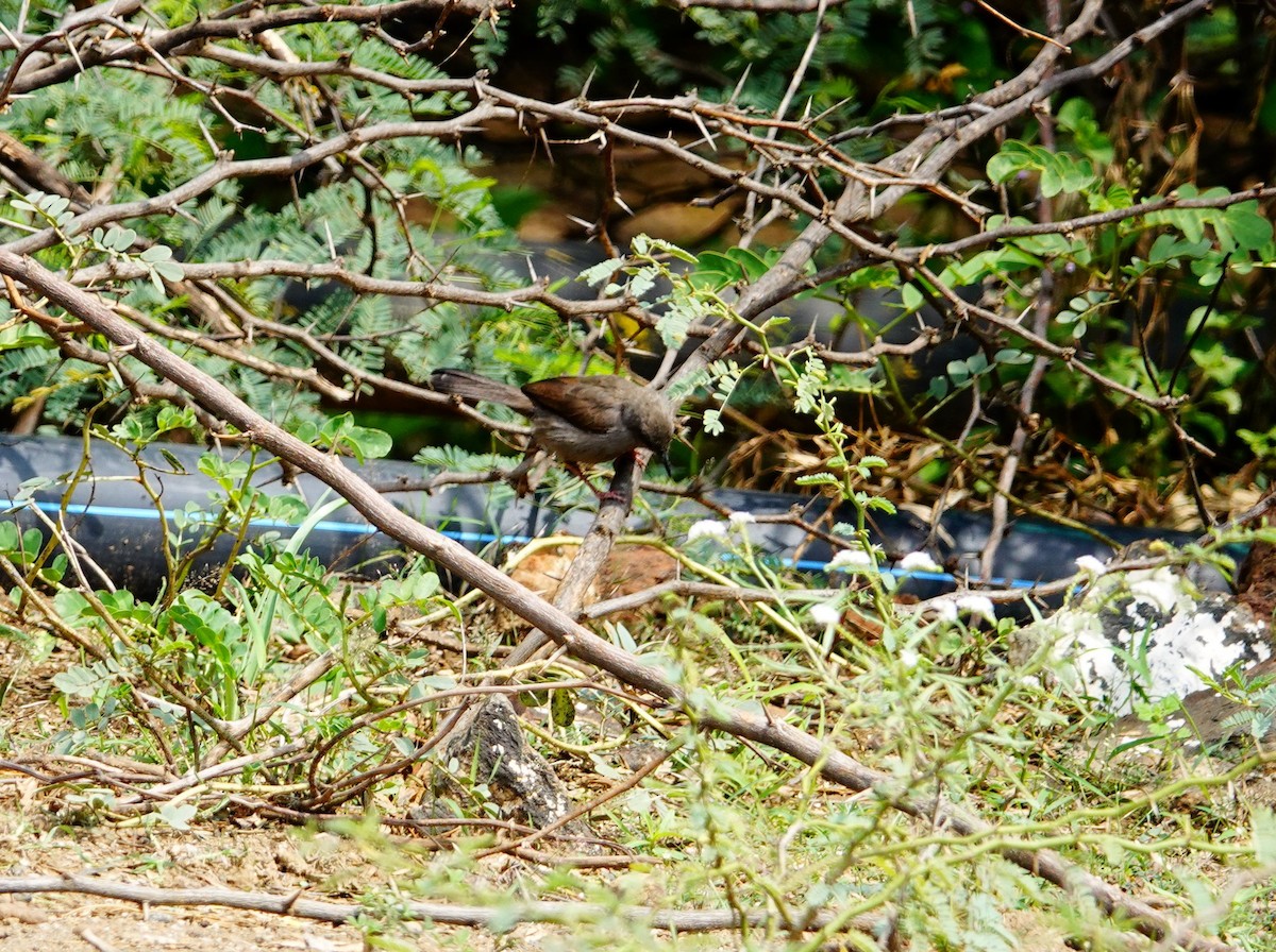 Gray Wren-Warbler - ML641492810