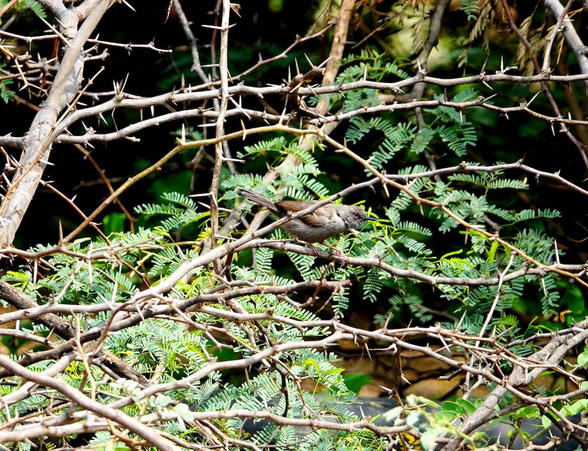 Gray Wren-Warbler - ML641492811