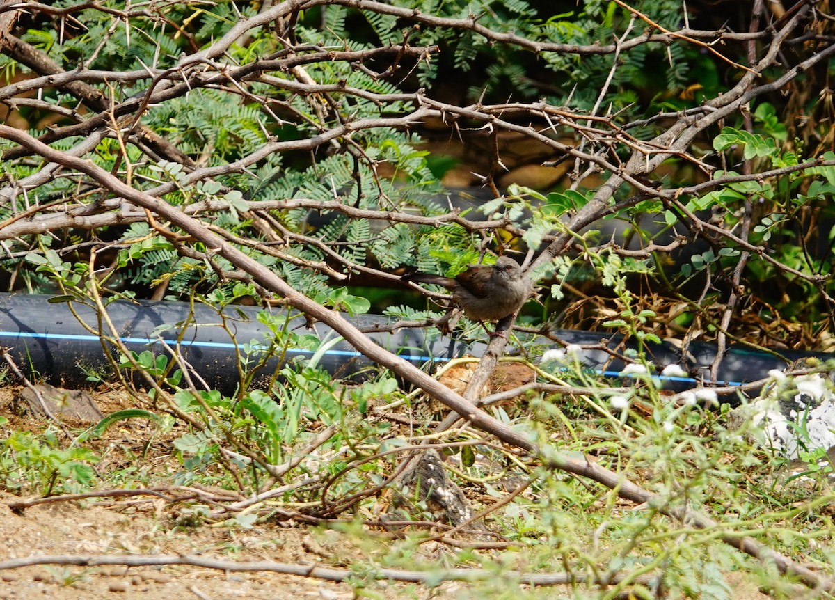 Gray Wren-Warbler - ML641492812