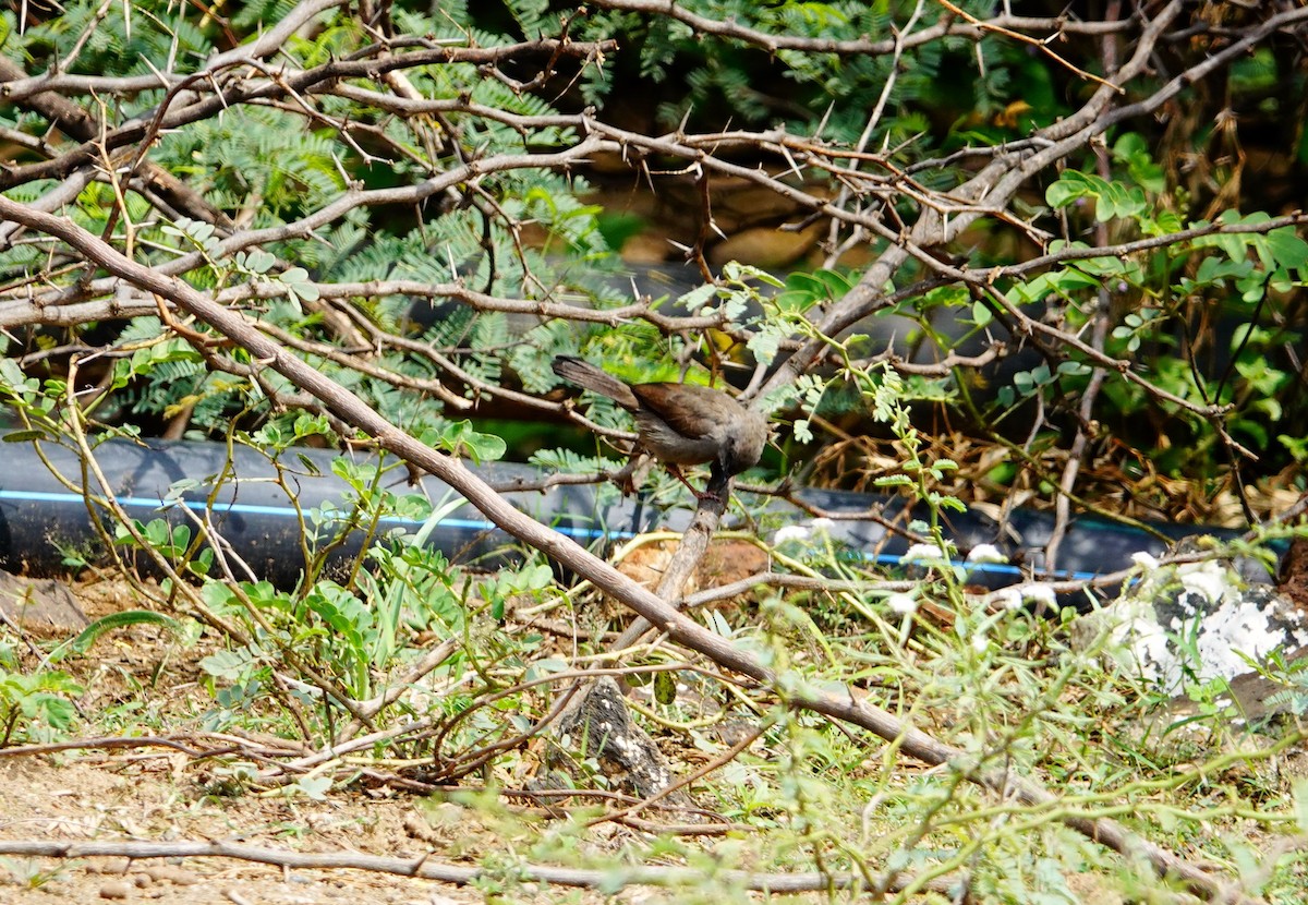 Gray Wren-Warbler - ML641492814