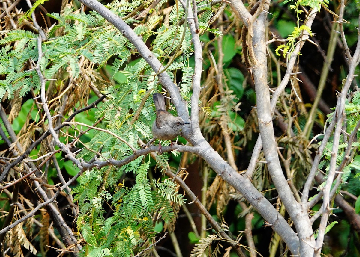 Gray Wren-Warbler - ML641492815