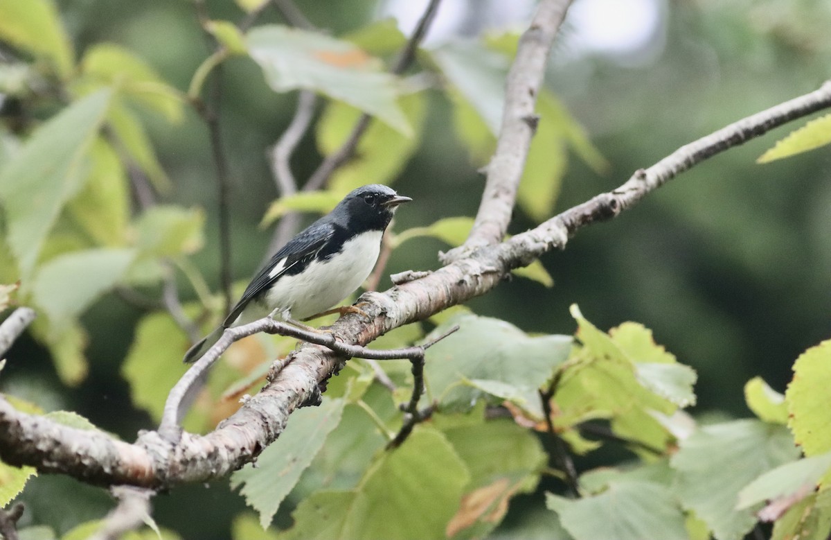 Black-throated Blue Warbler - ML641492820