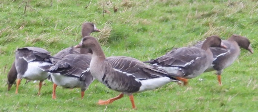 Greater White-fronted Goose - ML641492847