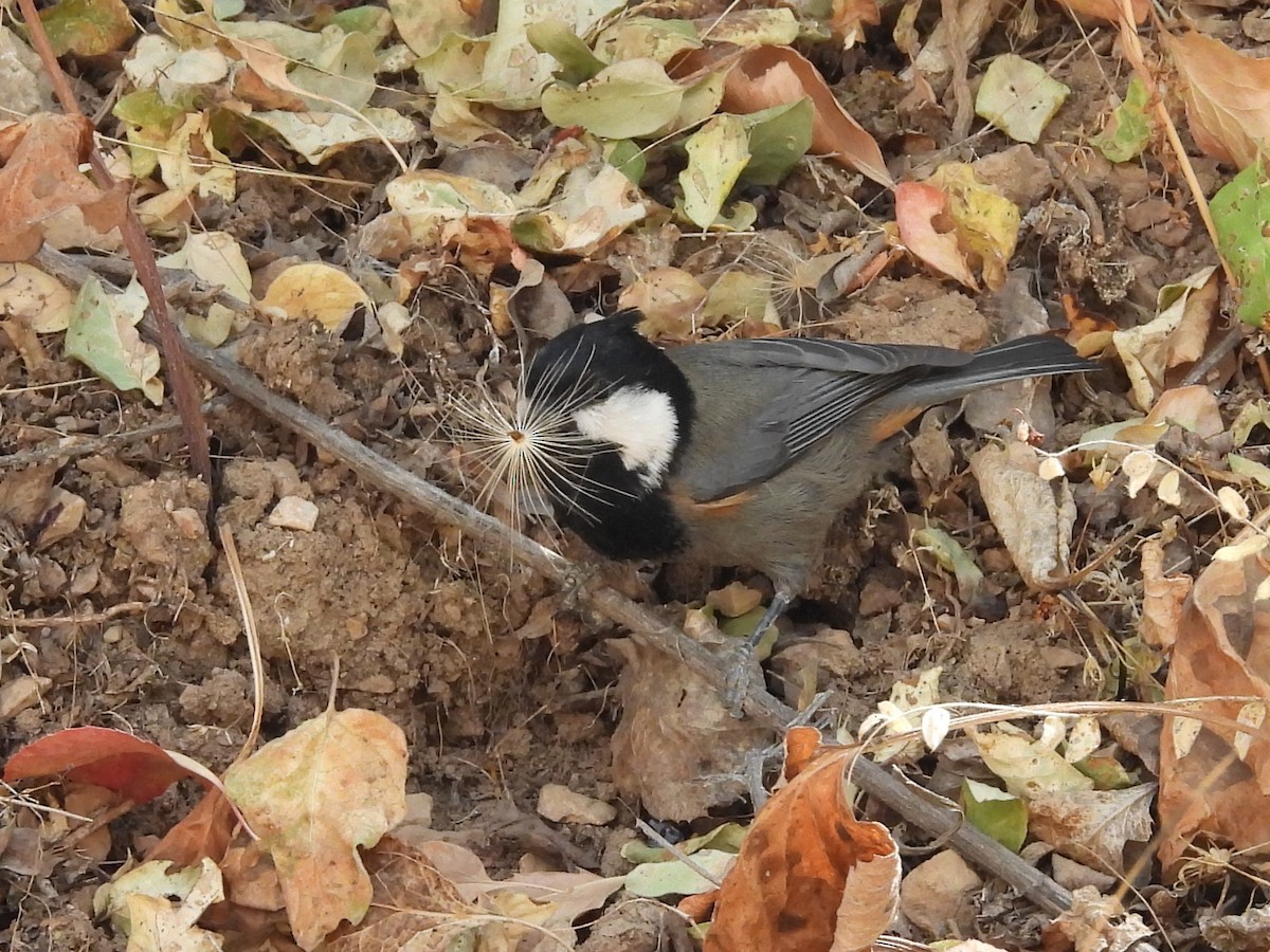 Rufous-naped Tit - ML641492877