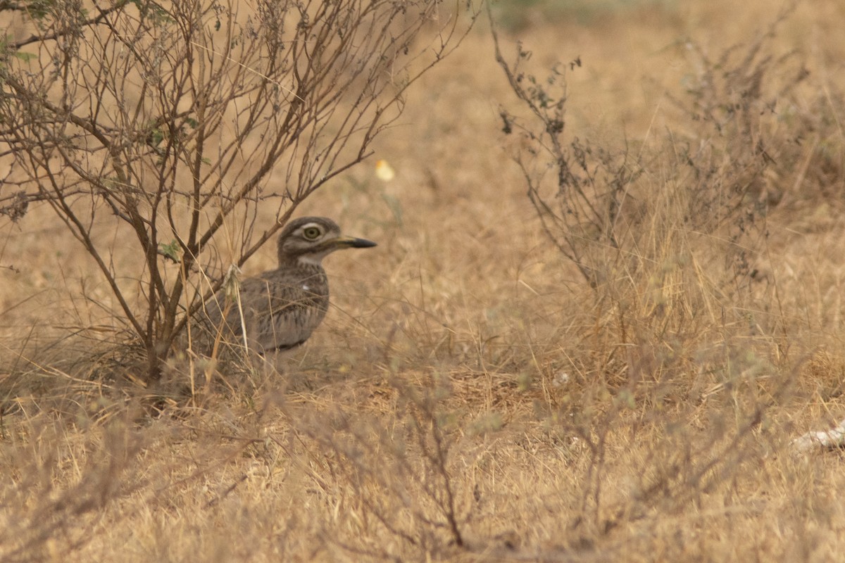 Senegal Thick-knee - ML641492895
